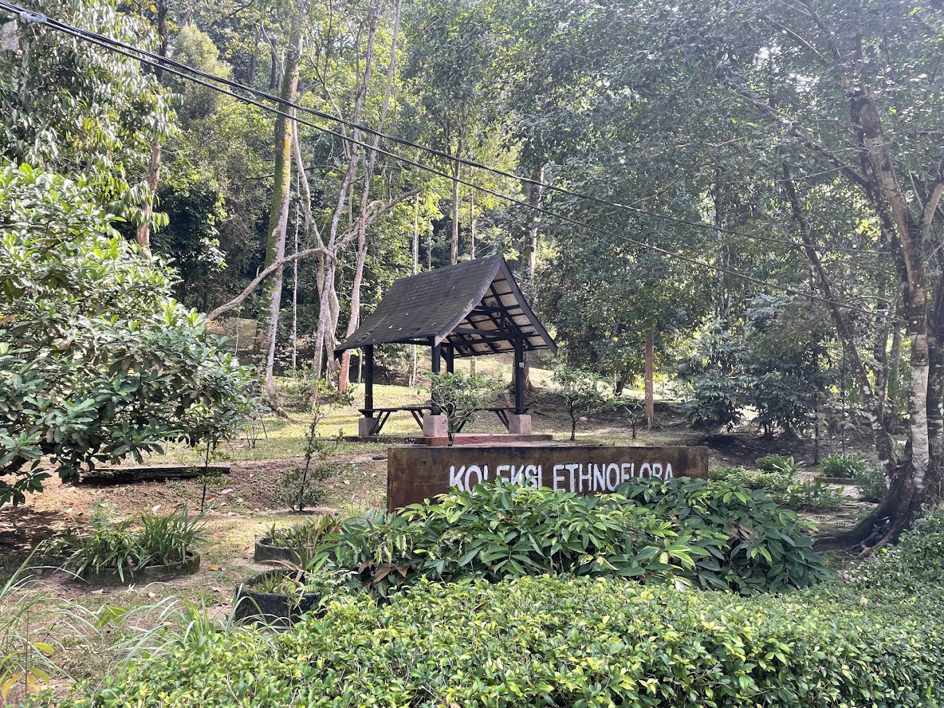 Gambar utama FRIM Forest Skywalk