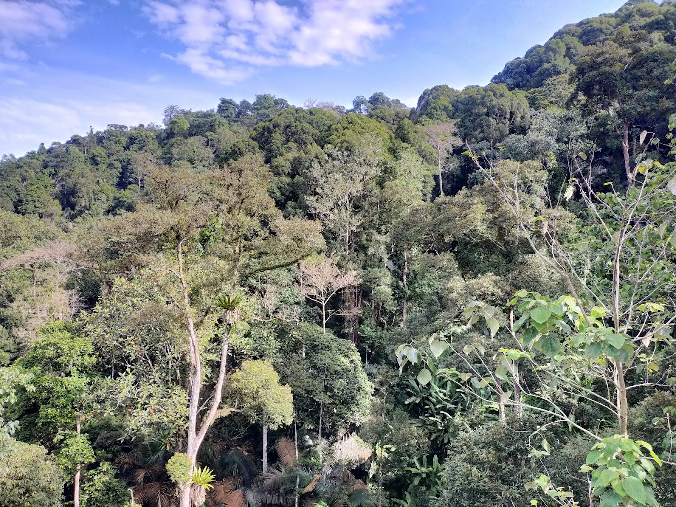 Gambar utama FRIM Forest Skywalk