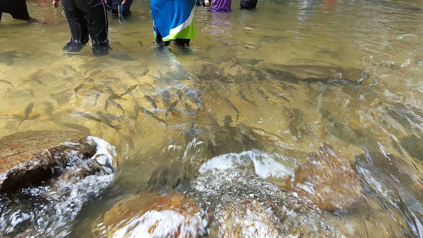 Gambar utama Santuari Ikan Kelah Sungai Chiling