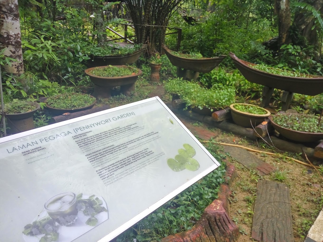 Gambar utama Rimba Herba Perlis