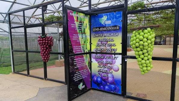Gambar Taman Eksotik Buah-Buahan Perlis (Taman Anggur)