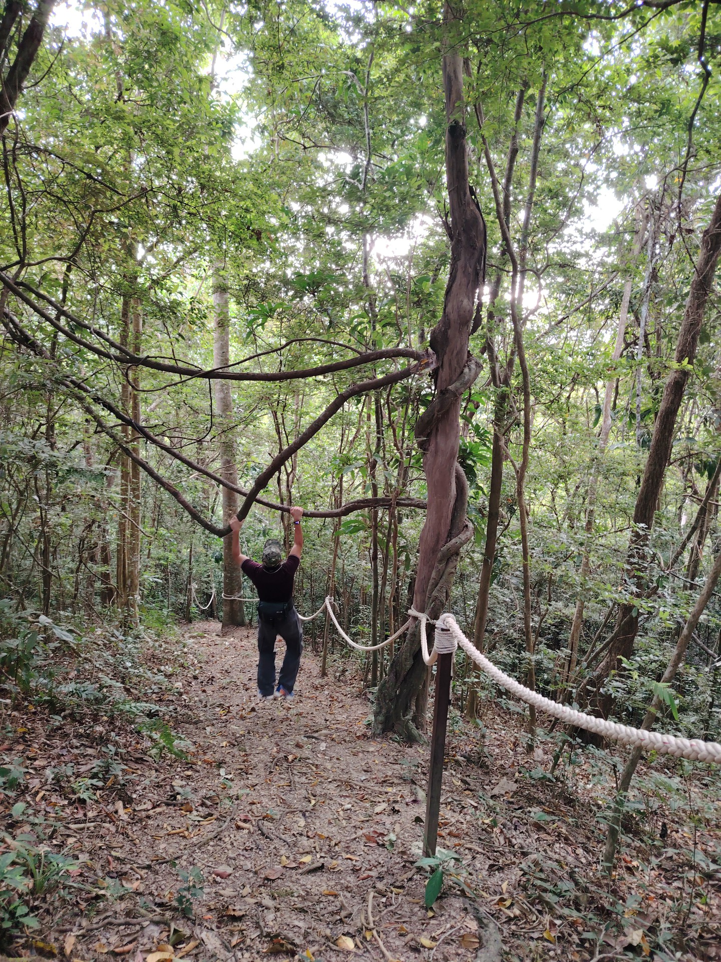Stesen Penyelidikan FRIM Mata Ayer (Titian Kanopi) — Denai hutan