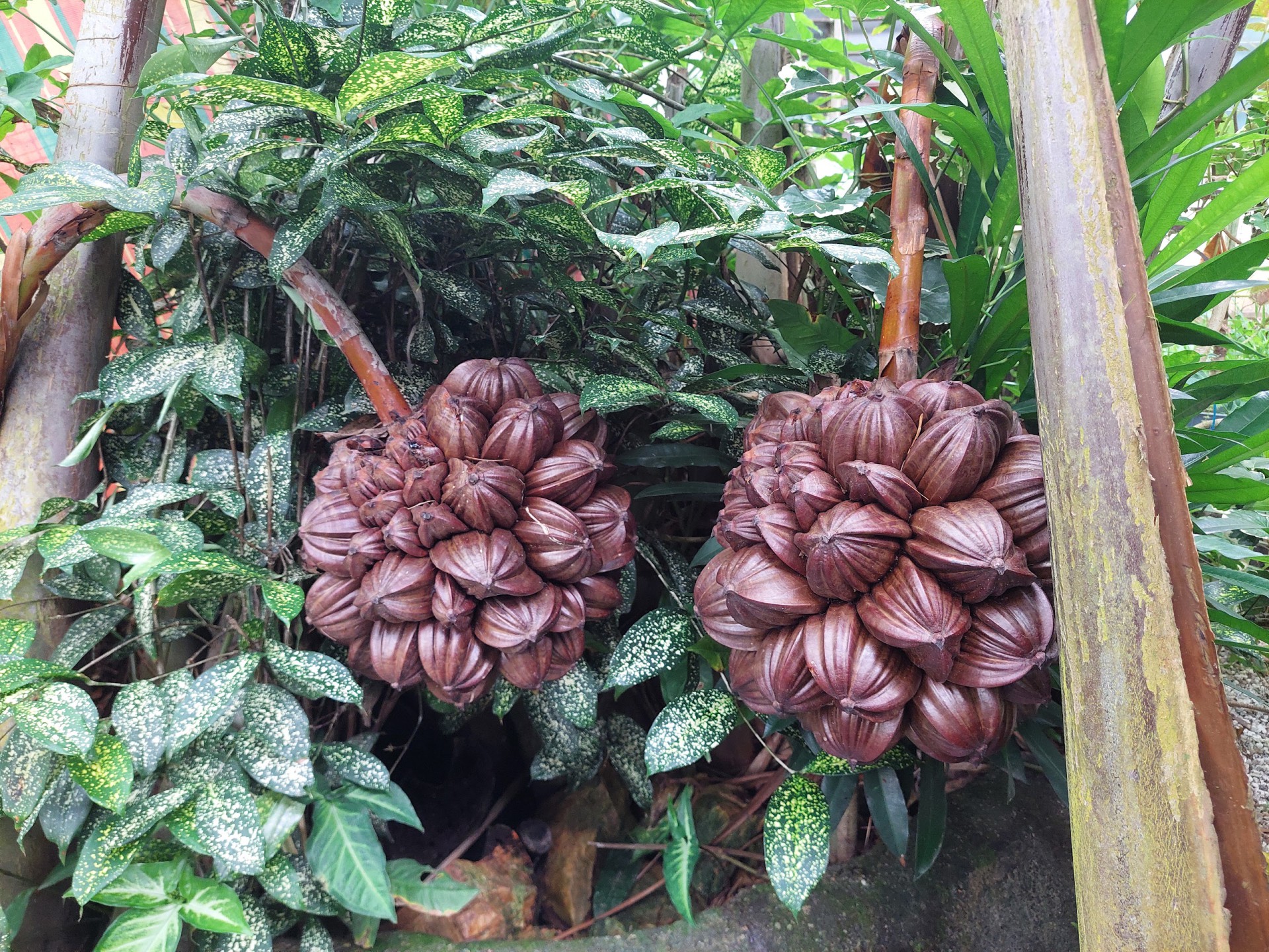 Ladang Nira Nipah Ismail Che Kar — Sudut tambahan 1
