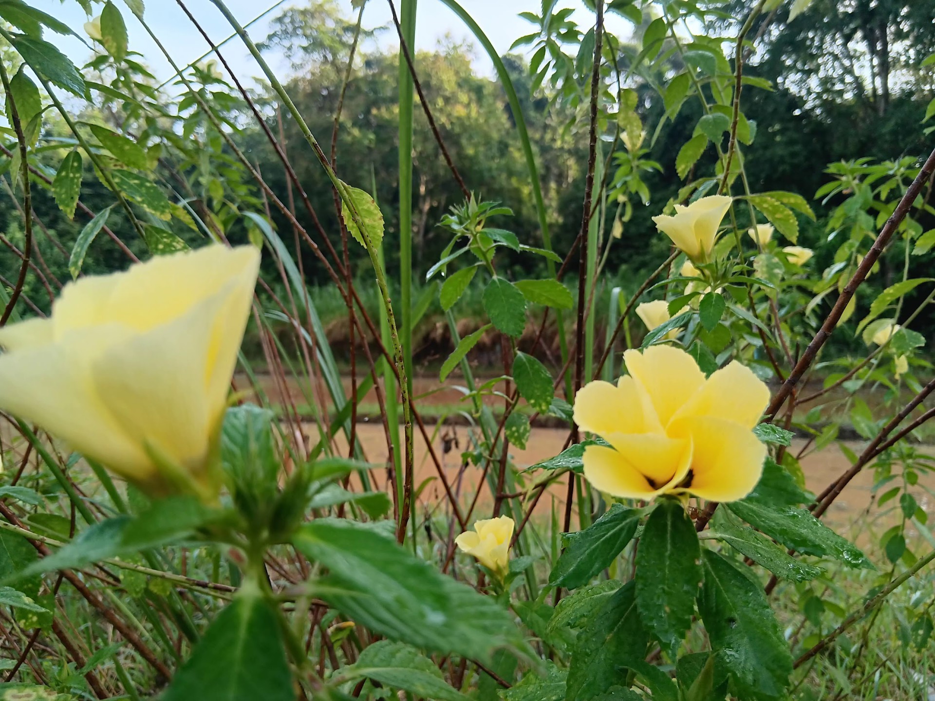 Sri Lovely Organic Farm — Sudut tambahan 1
