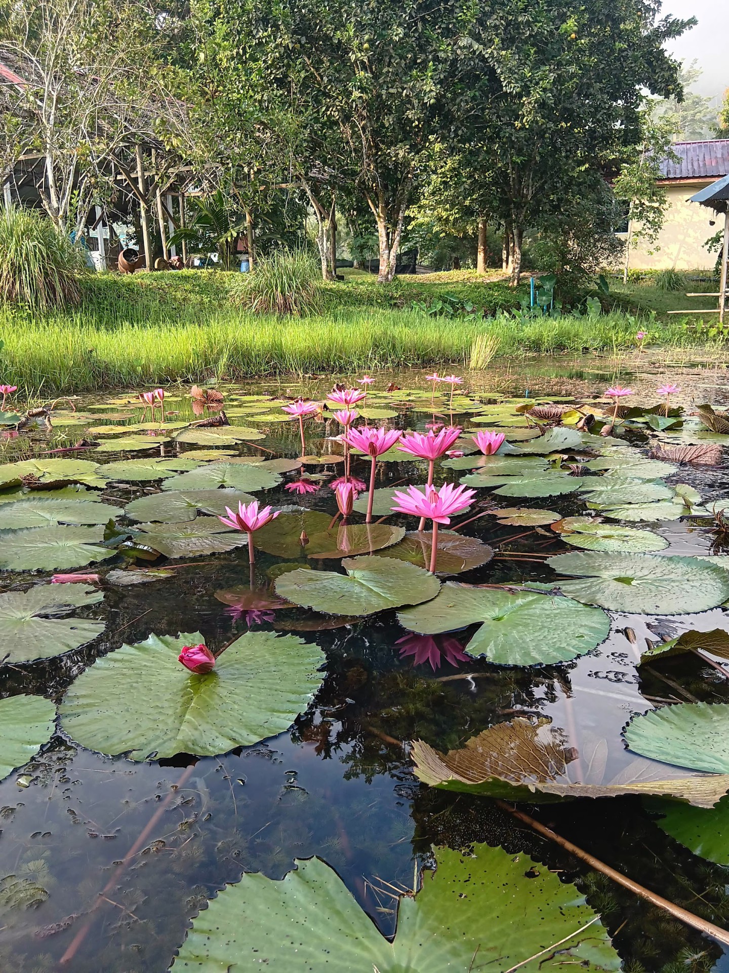 Sri Lovely Organic Farm — Sudut tambahan 2