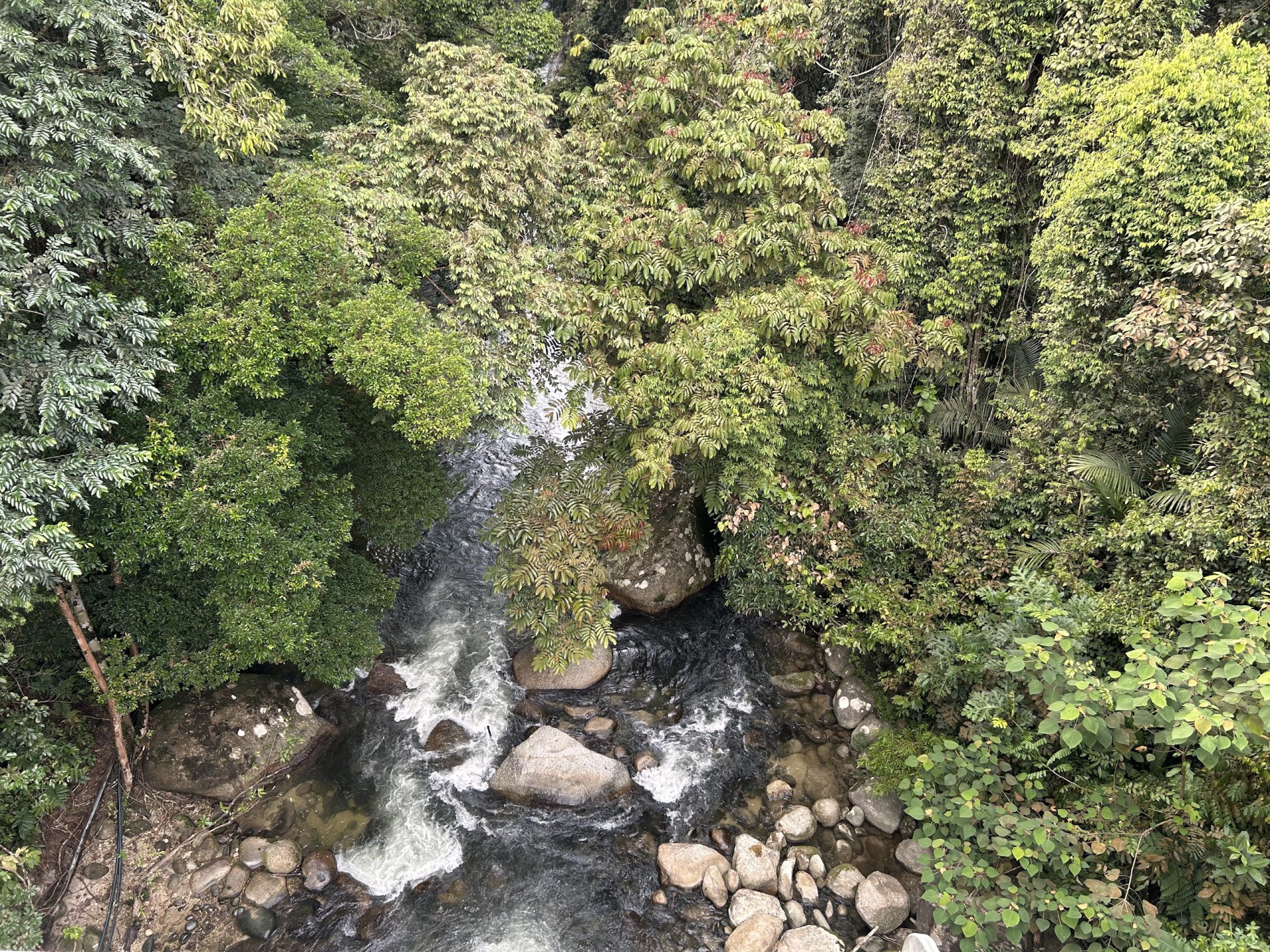 Tree Top Walk Sungai Sedim — Sorotan tempat