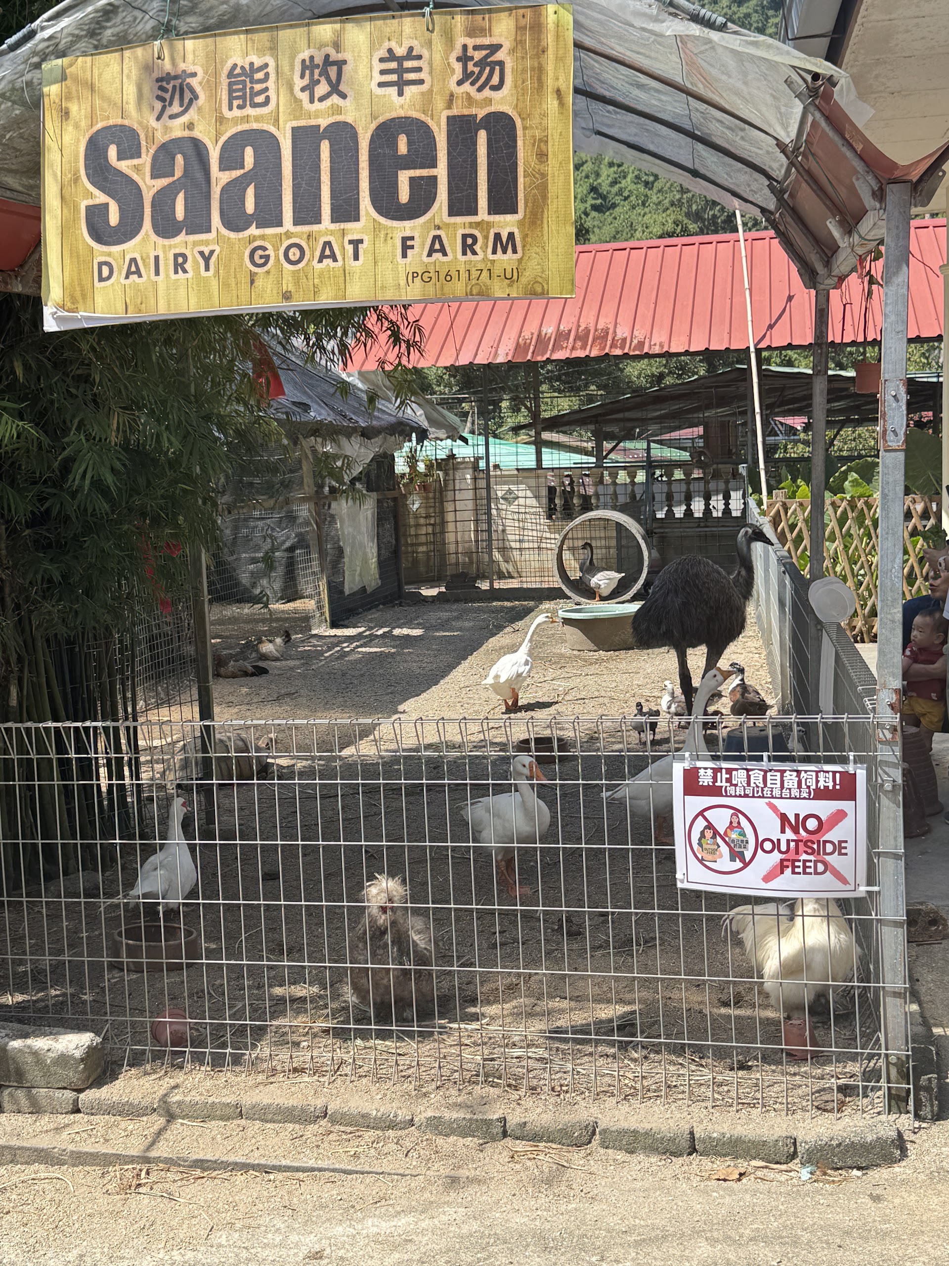 Gambar Saanen Dairy Goat Farm