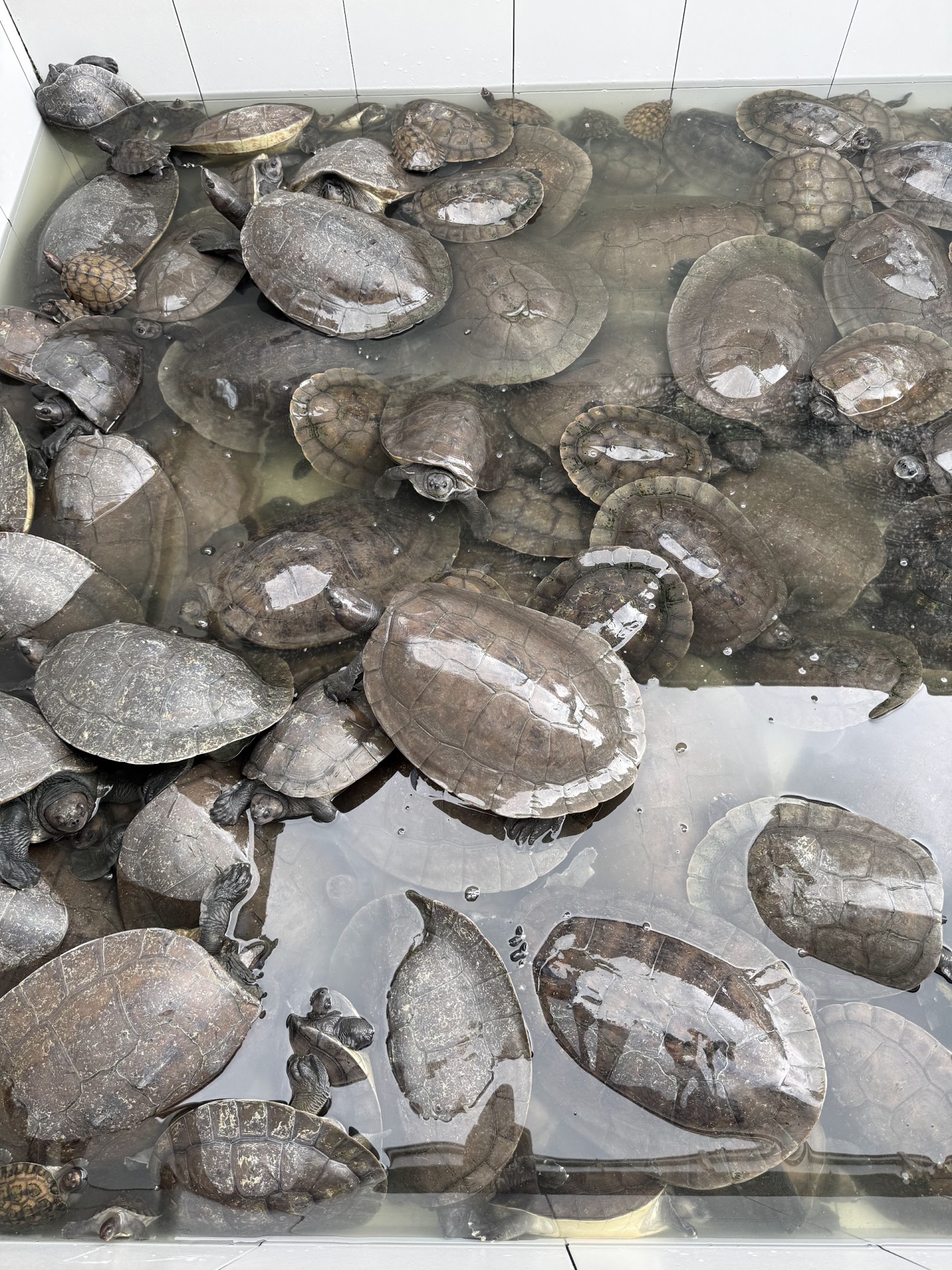 TCS River Terrapin Conservation Centre — Sorotan tempat