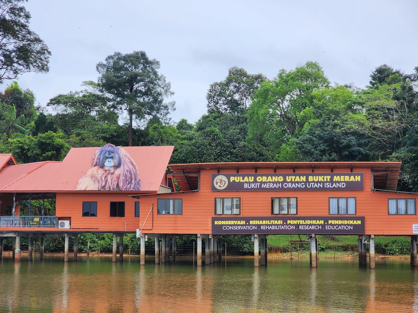 Gambar Bukit Merah Orang Utan Island Foundation
