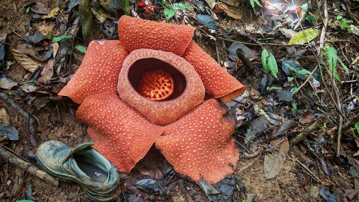 Gambar utama Taman Konservasi Rafflesia Tanah Tinggi Lojing