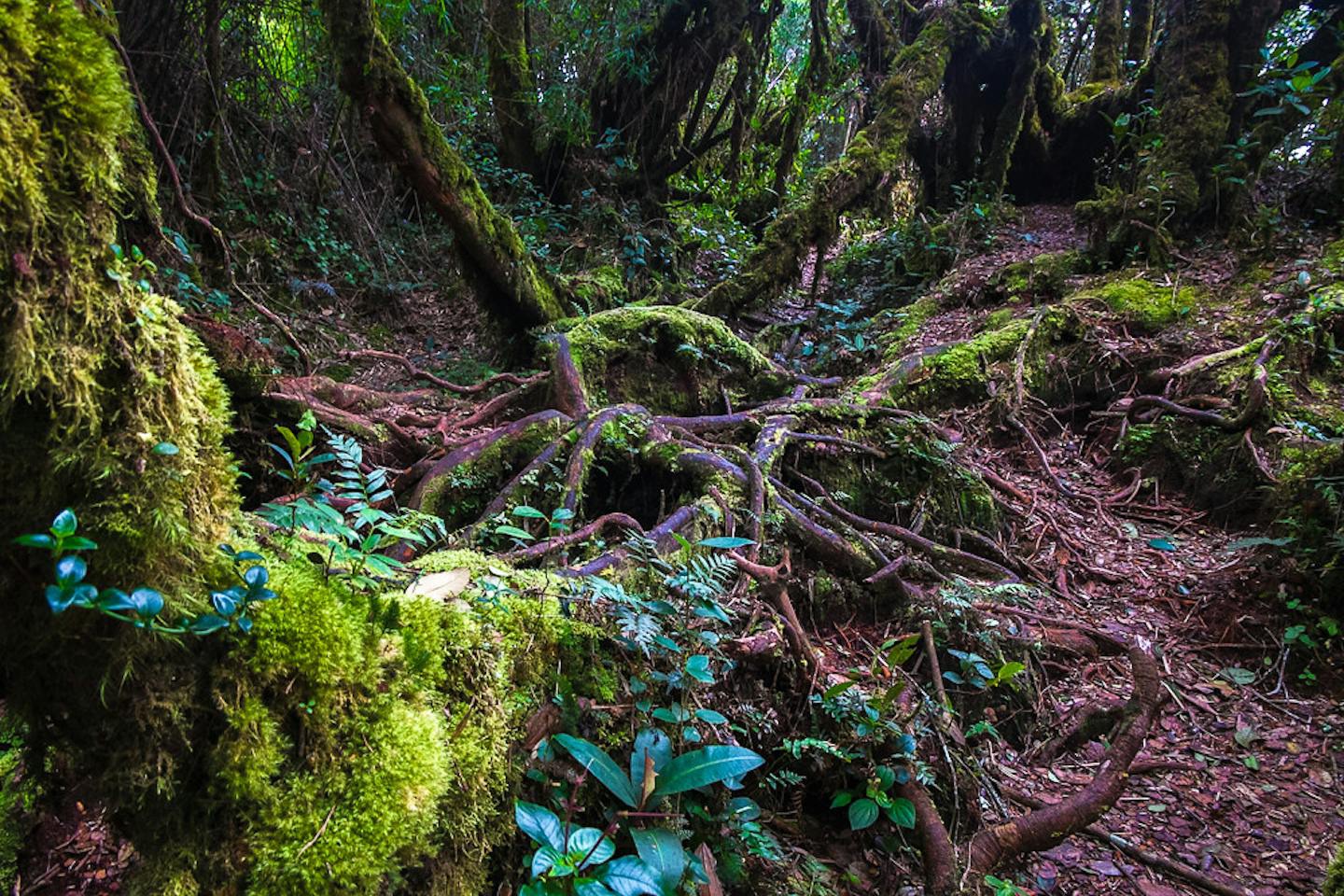 Gambar Mossy Forest
