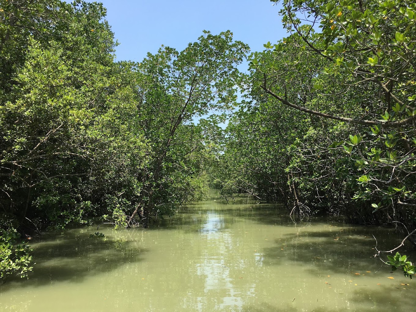 Gambar Taman Negara Pulau Kukup