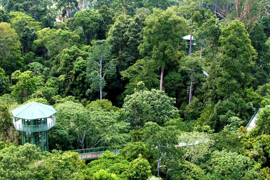 Gambar Rainforest Discovery Centre