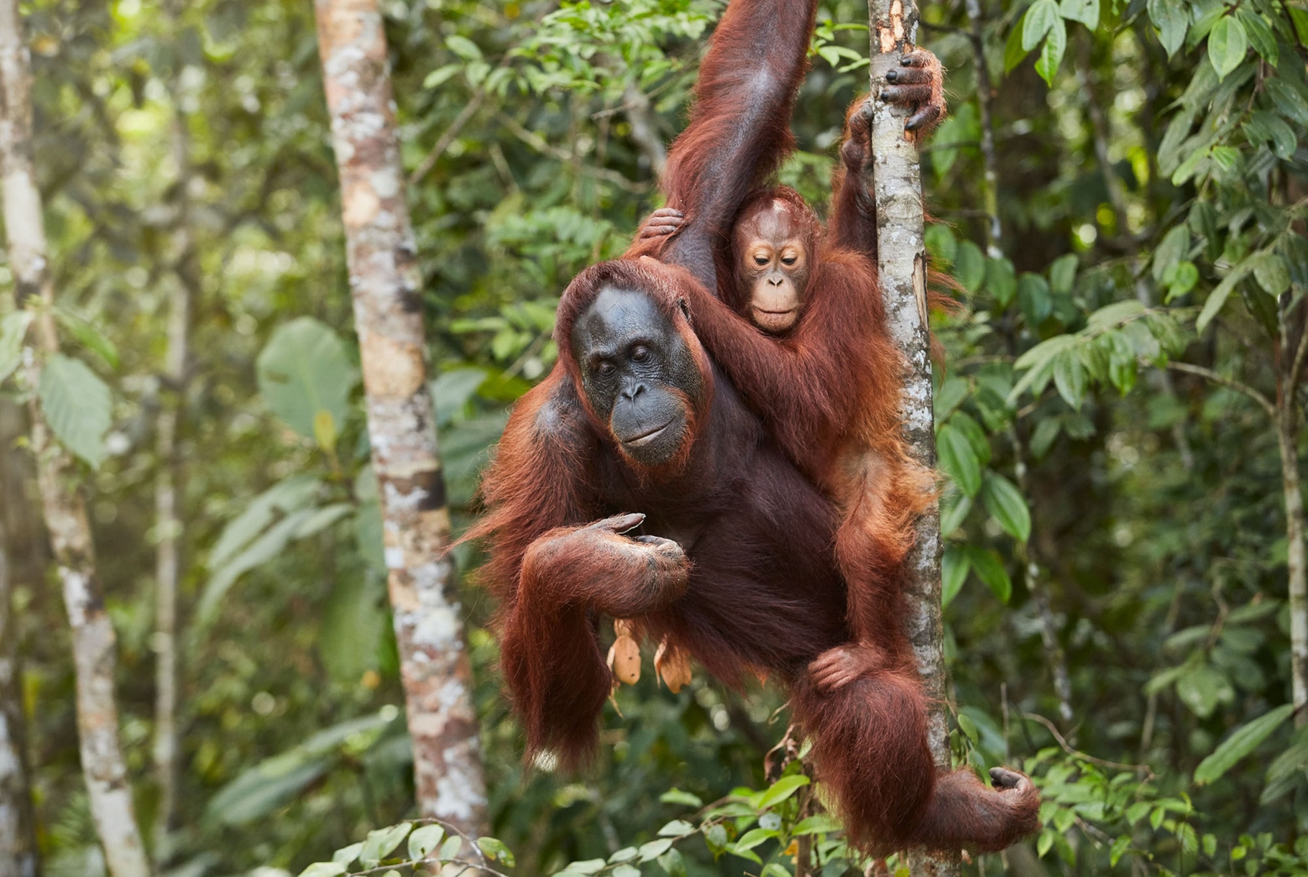 Gambar Semenggoh Wildlife Centre