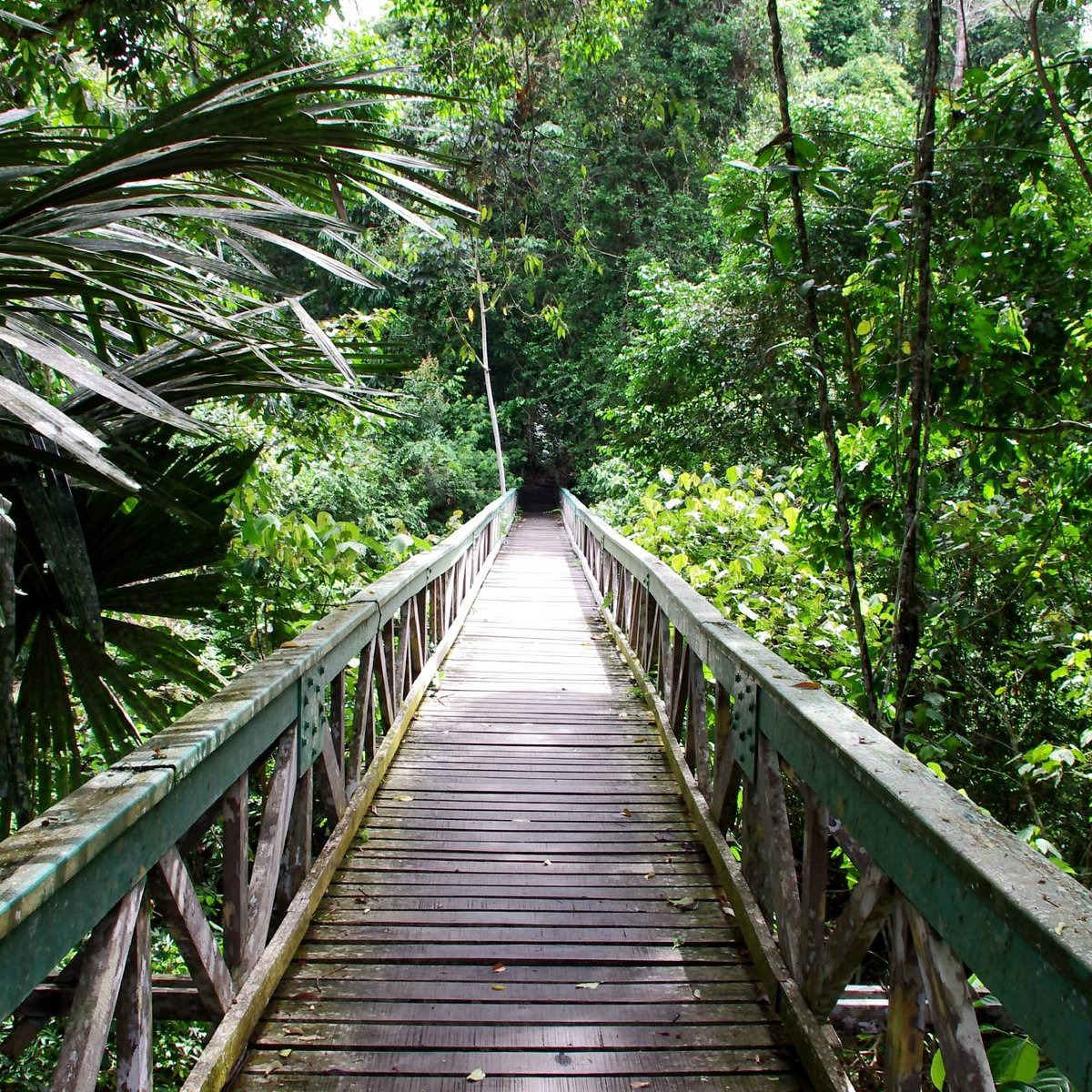 Gambar Lambir Hills National Park