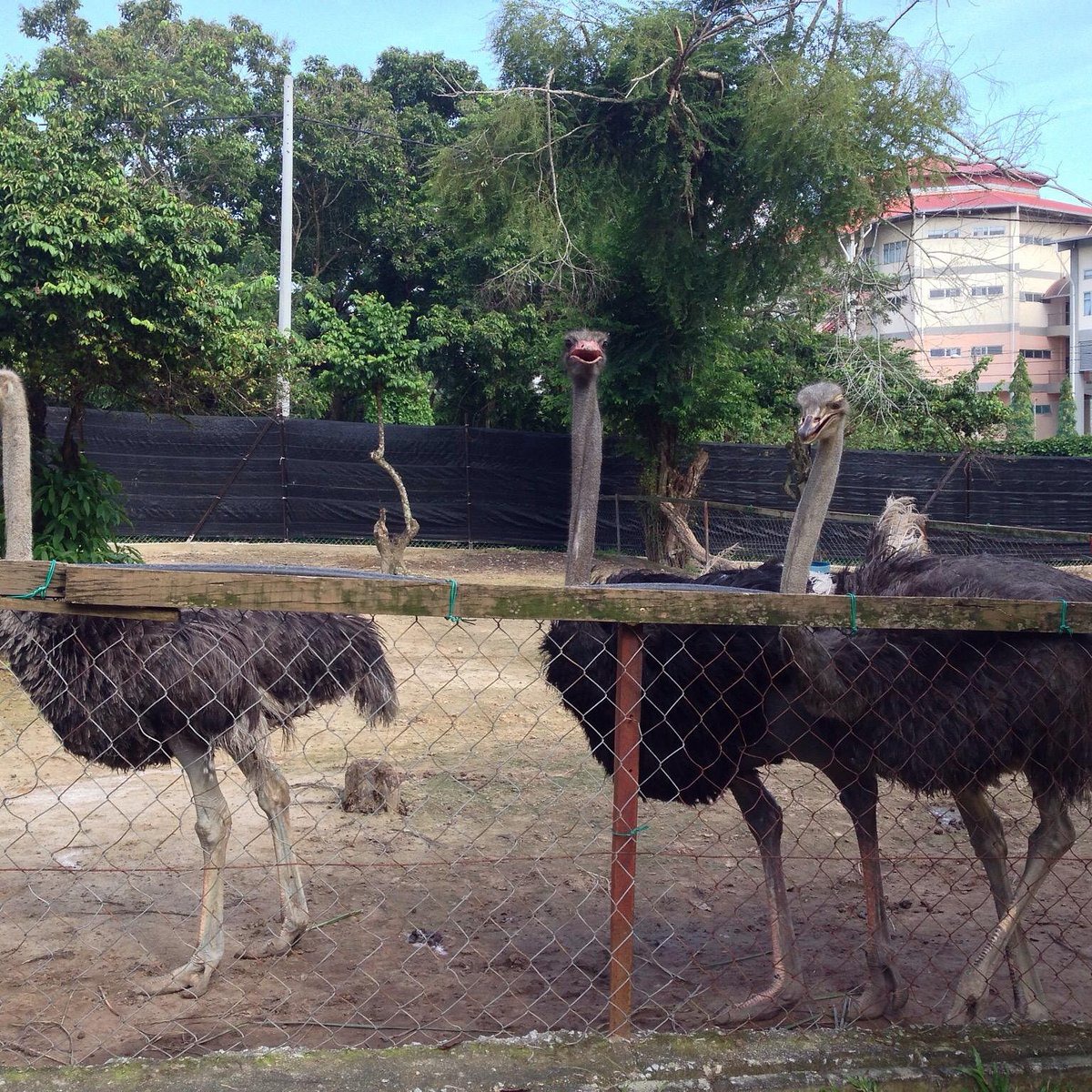 Gambar PD Ostrich Show Farm