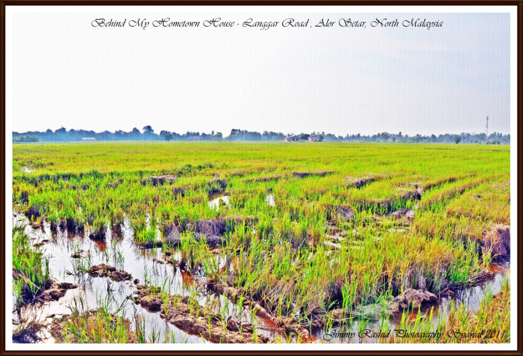 Landskap sawah di Langgar, Alor Setar; ilustrasi suasana jelapang Kedah