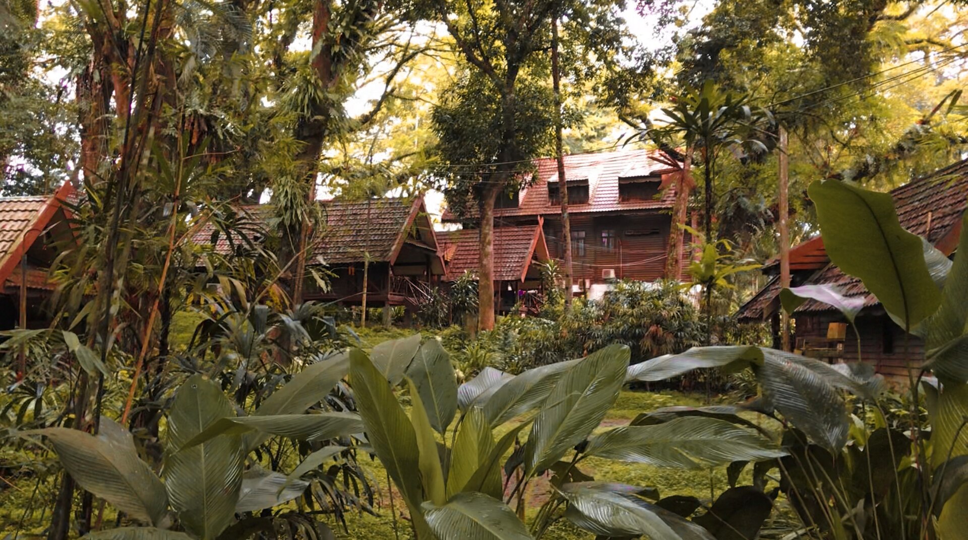 Suasana hutan di Taman Negara, Pahang