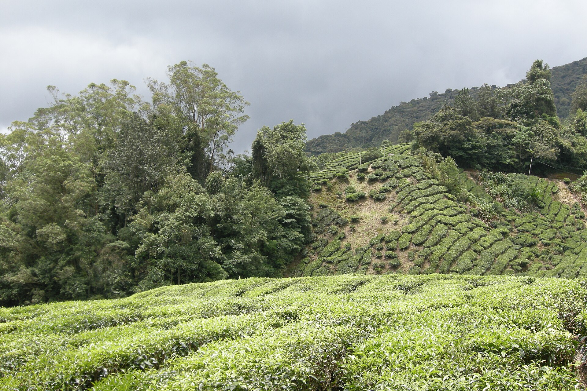 Landskap ladang teh di Cameron Highlands