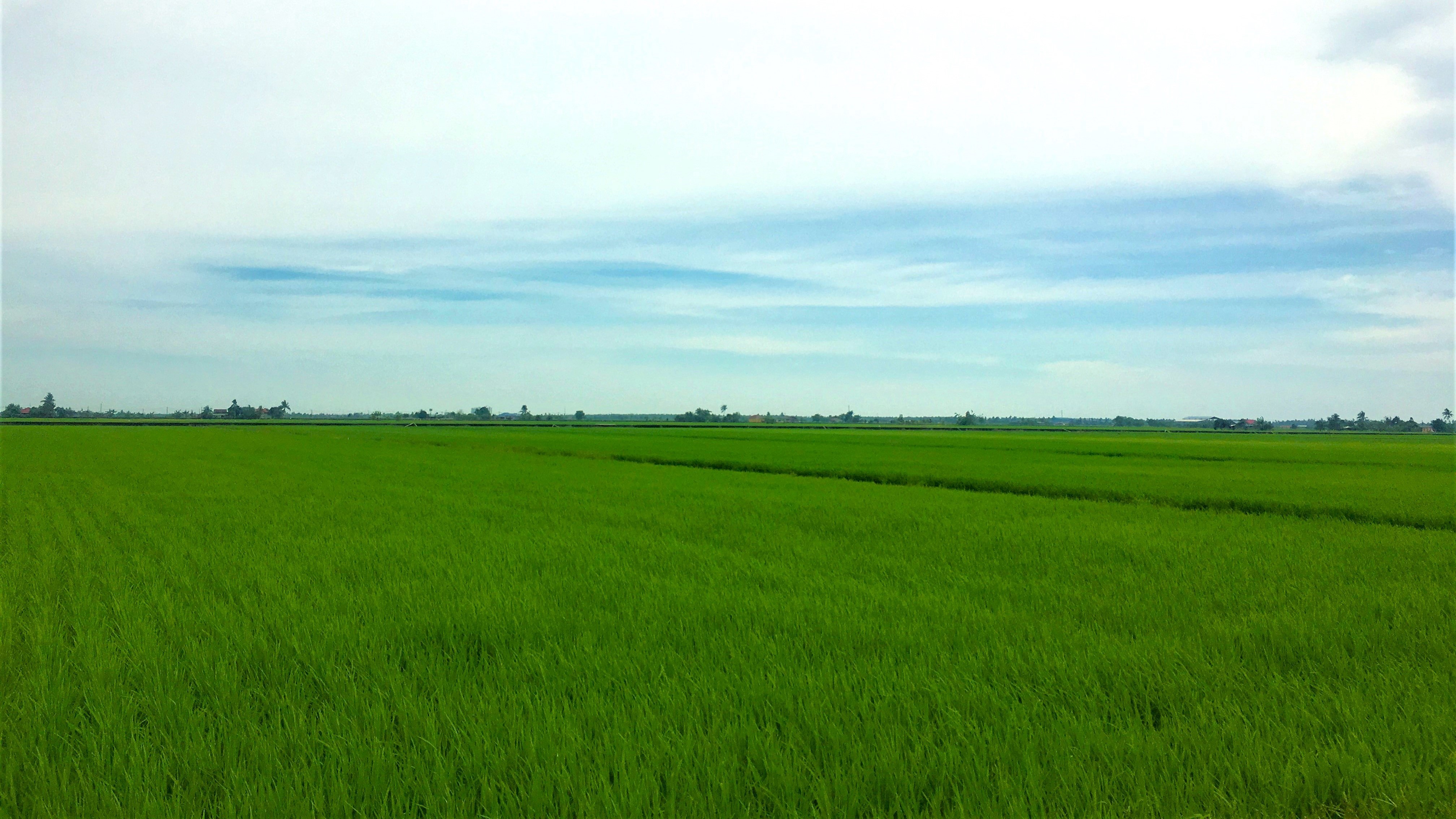 Sawah padi Sekinchan